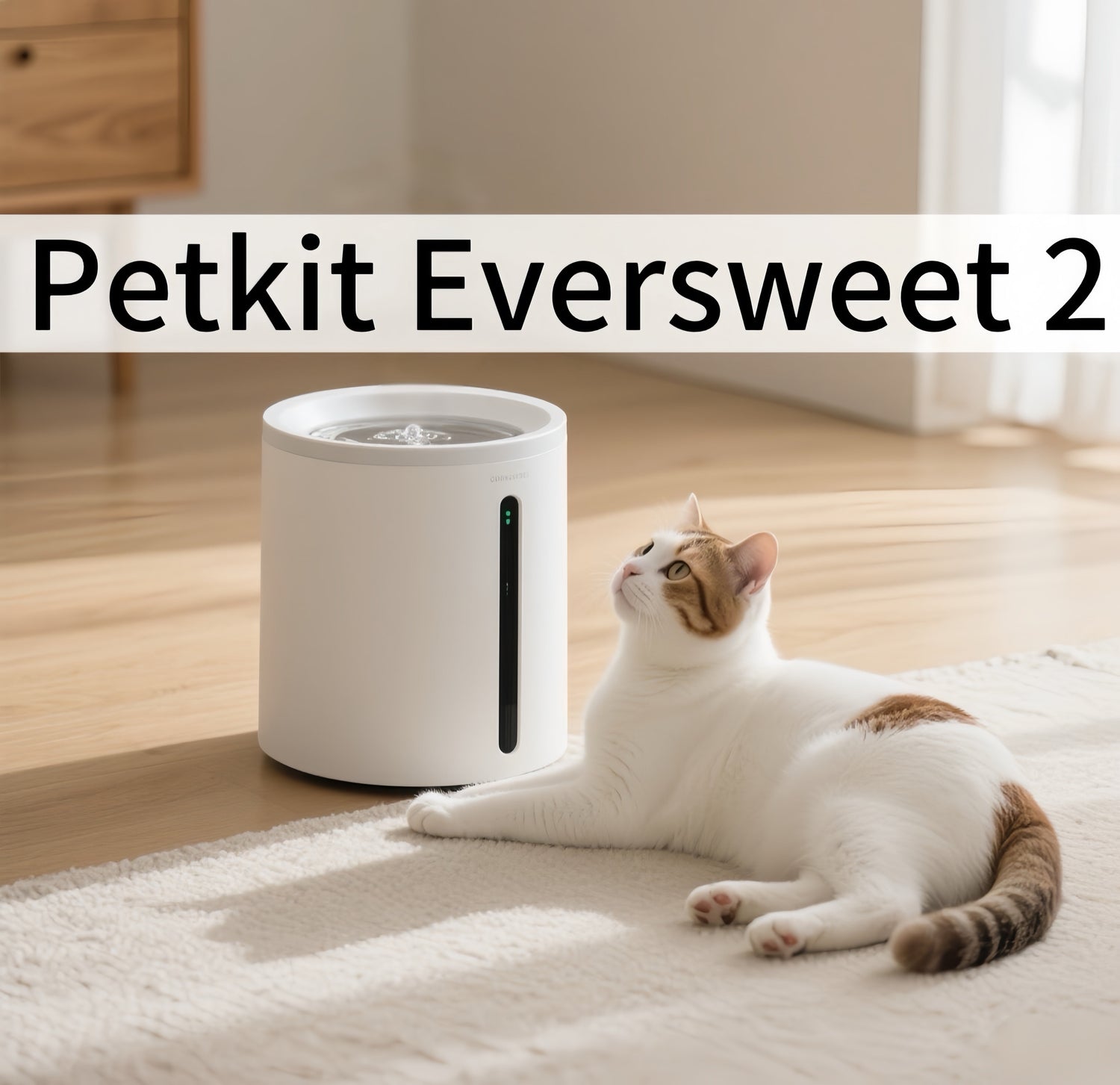 2025/08/27 Petkit Eversweet 2 Review: Perfect for Small German Apartments, UK Multi-Dog Homes & More European Lifestyles