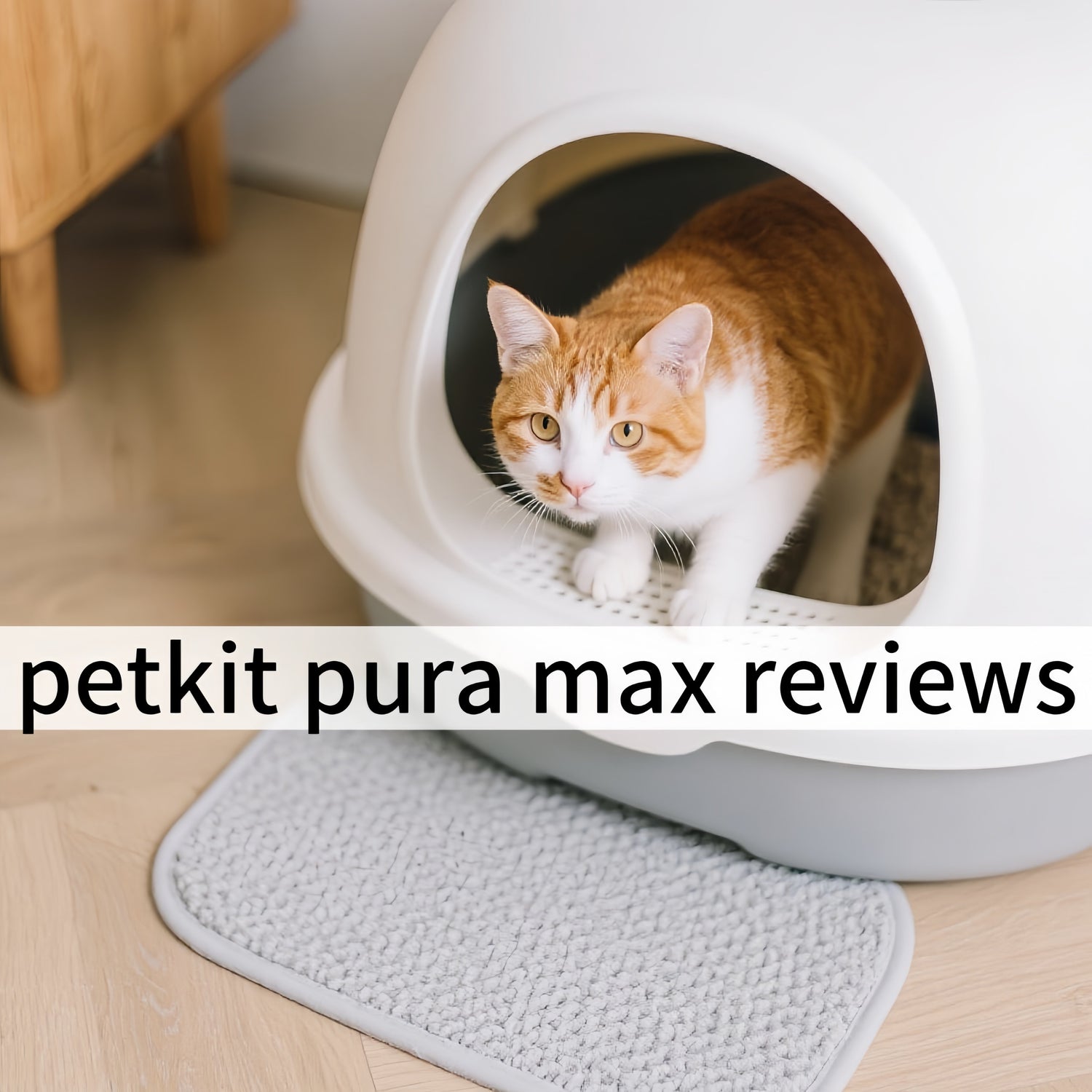 2025/08/28 Petkit Pura Max Reviews 2025: Is It The Best Self-Cleaning Litter Box For European Multi-Cat Homes?