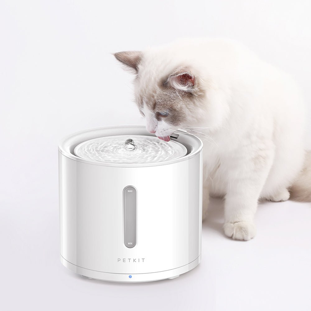 Fontaine à eau pour animaux EverSweet Solo 2